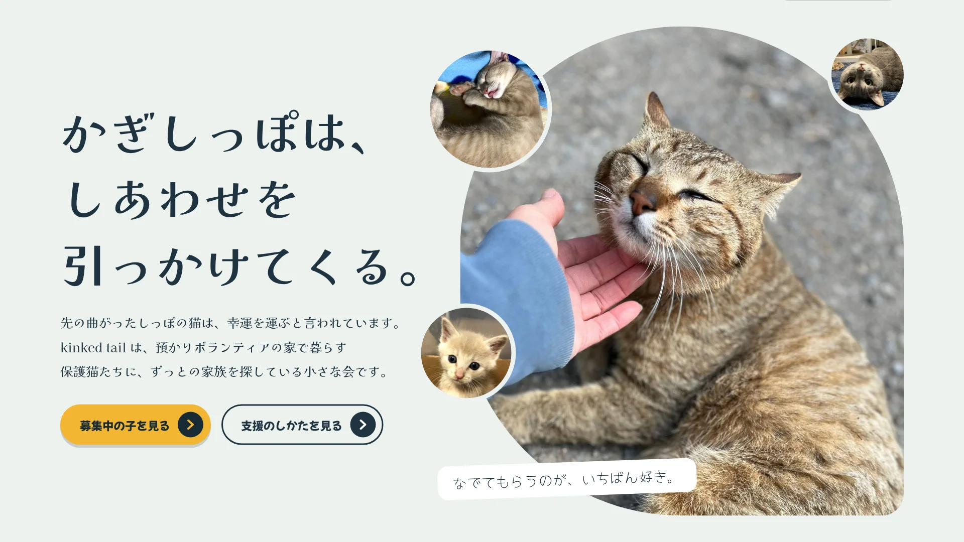 人と猫の一枚の画面