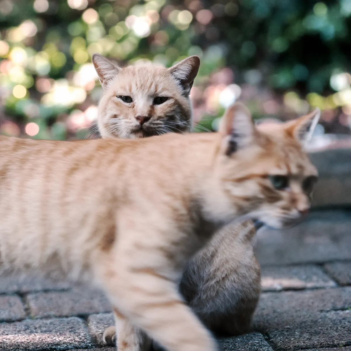 石畳の上でこちらを見つめる茶トラの猫たち